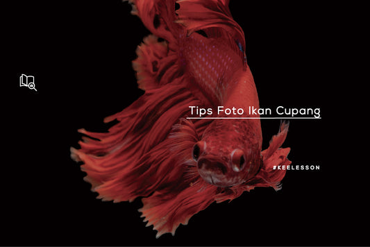 Tips Foto Ikan Cupang