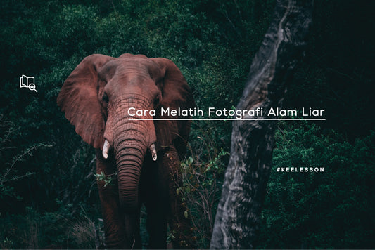 Cara Melatih Fotografi Alam Liar